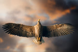 The last flight Poster och Canvastavla