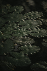 Botanical Series - Water Lily Leaves 1/2 Poster och Canvastavla