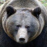 The Bear's look Poster och Canvastavla
