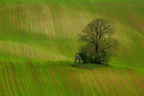 Spring field Poster och Canvastavla