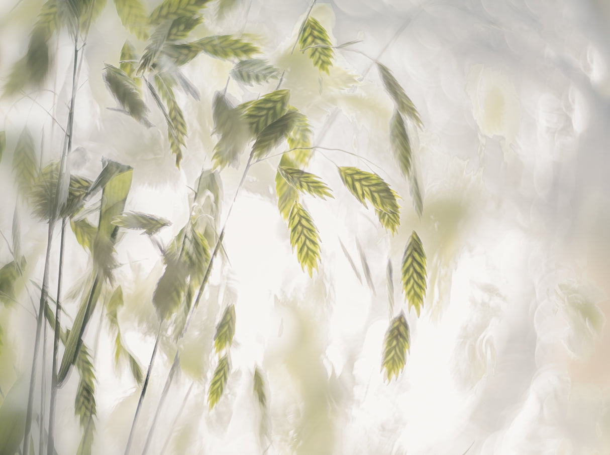 Grass blades Poster och Canvastavla