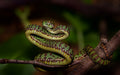 Snake Poster och Canvastavla