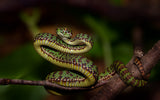 Snake Poster och Canvastavla