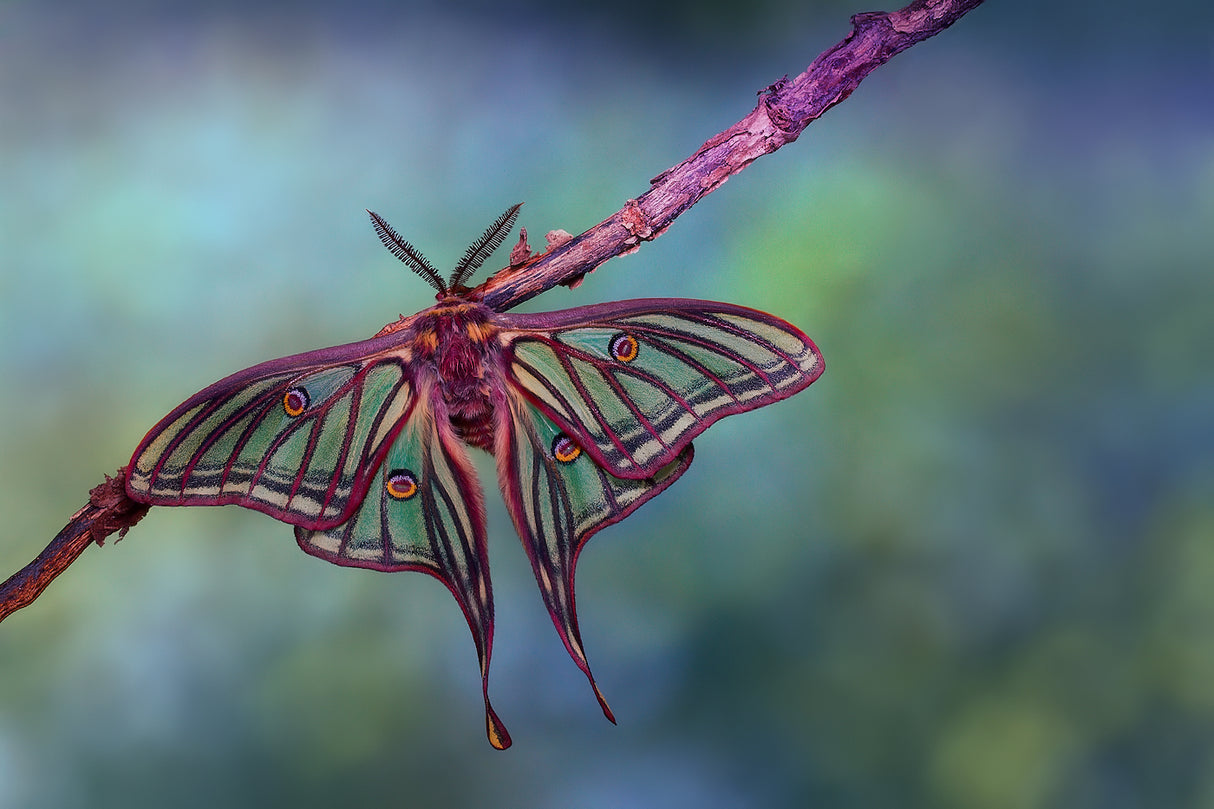 Stained glass moth Poster och Canvastavla