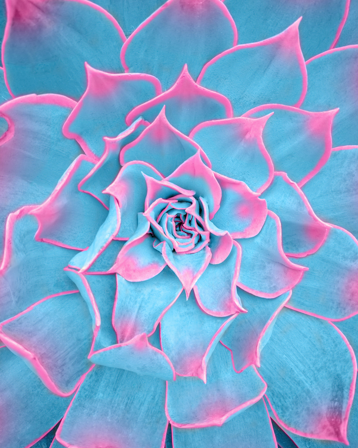 Blue and Pink Succulent Poster och Canvastavla