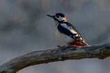 Spotted woodpecker Poster och Canvastavla