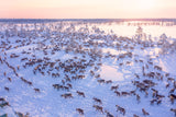 North of Russia - Wilde Reindeers Poster och Canvastavla