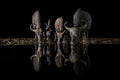 The Night Herd Poster och Canvastavla