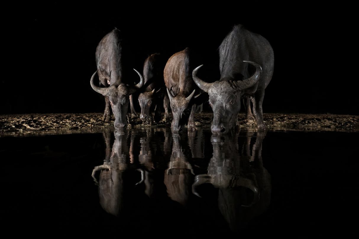 The Night Herd Poster och Canvastavla