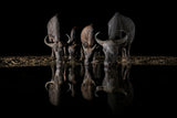The Night Herd Poster och Canvastavla