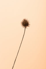 Thistle Peach Poster och Canvastavla