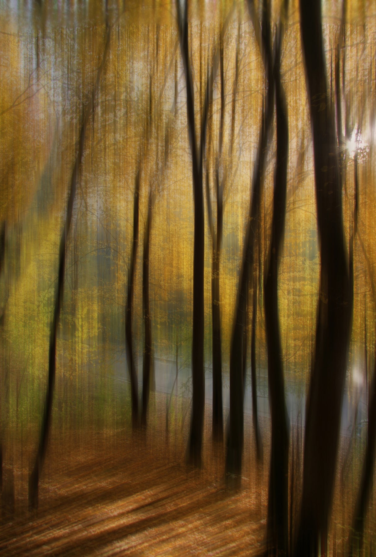 Autumn park Poster och Canvastavla