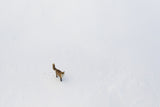 Curious fox Poster och Canvastavla