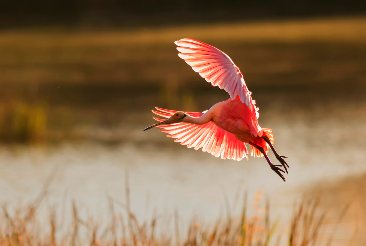 Roseate Spoonbill Poster och Canvastavla