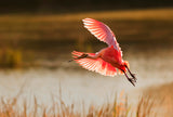 Roseate Spoonbill Poster och Canvastavla