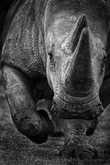 White Rhino on the run! Poster och Canvastavla