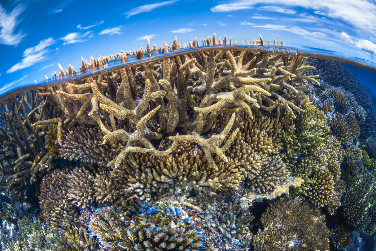Split level with coral reef Poster och Canvastavla