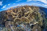 Split level with coral reef Poster och Canvastavla