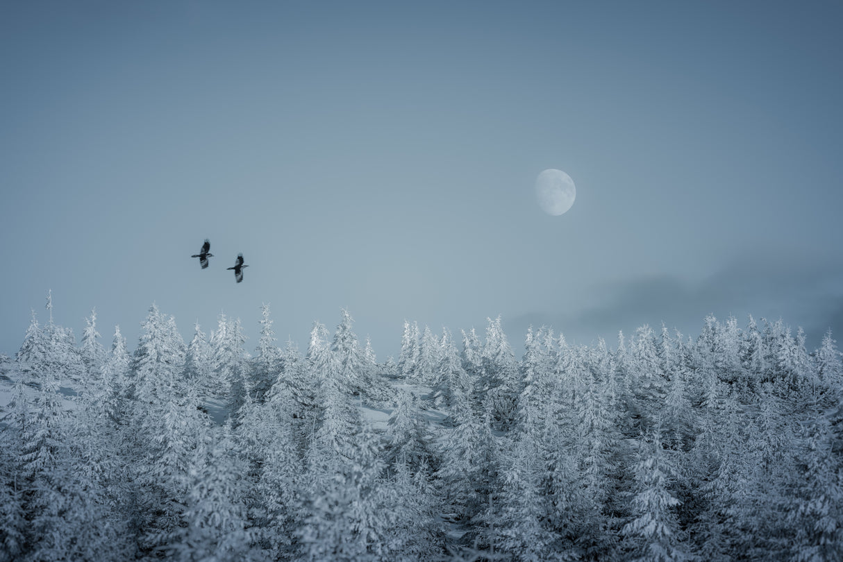 Frozen moon Poster och Canvastavla