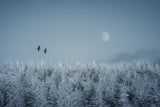 Frozen moon Poster och Canvastavla