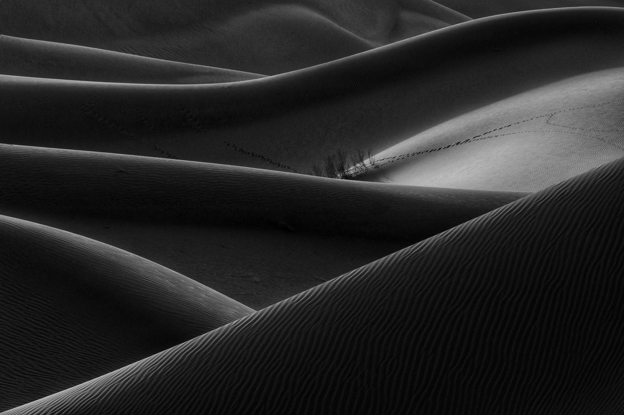 Life in desert Poster och Canvastavla