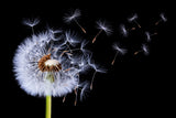 Dandelion Blowing Poster och Canvastavla
