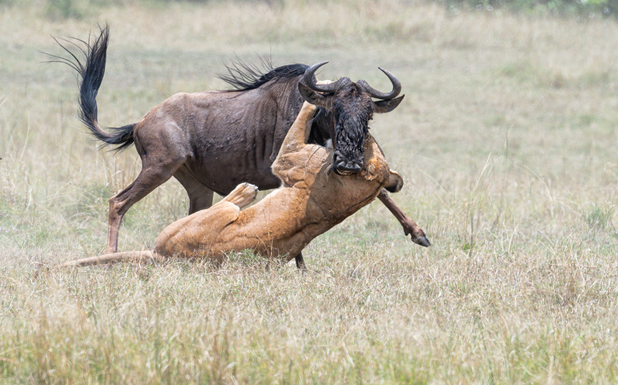 Fighting. Poster och Canvastavla