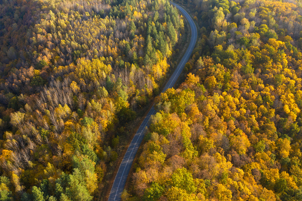 Through autumn Poster och Canvastavla