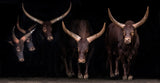 Watusi family Poster och Canvastavla