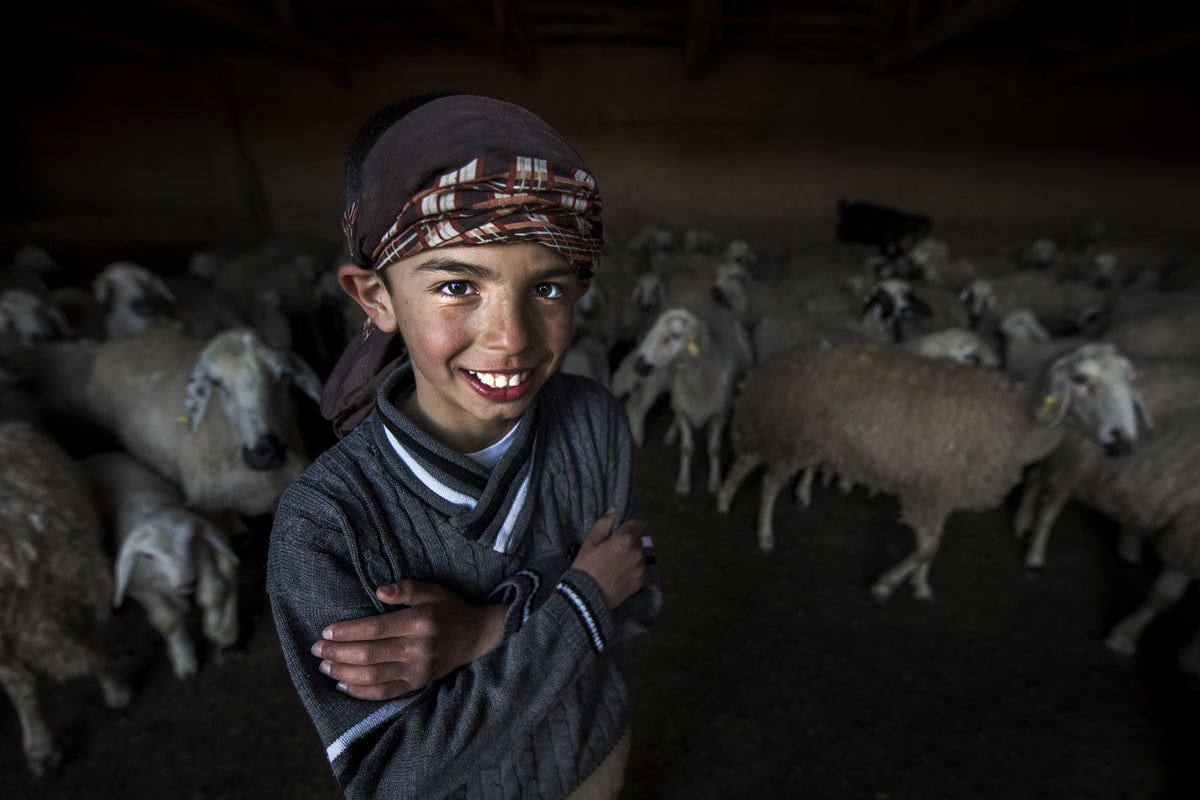 little shepherd Poster och Canvastavla