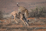 LeopardHunting Poster och Canvastavla