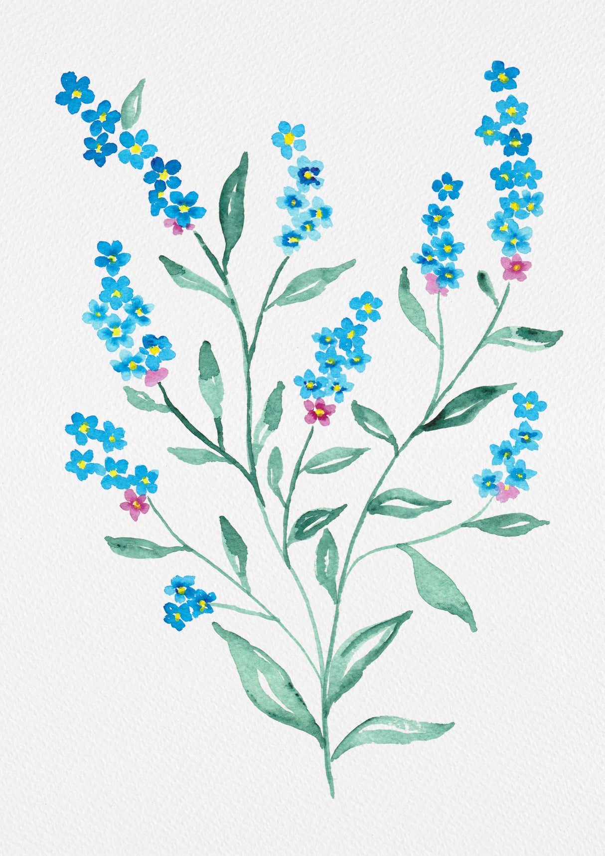 Wood forget-me-not or Myosotis sylvatica botanical painting Poster och Canvastavla
