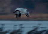Sandhill Crane in Motion Poster och Canvastavla