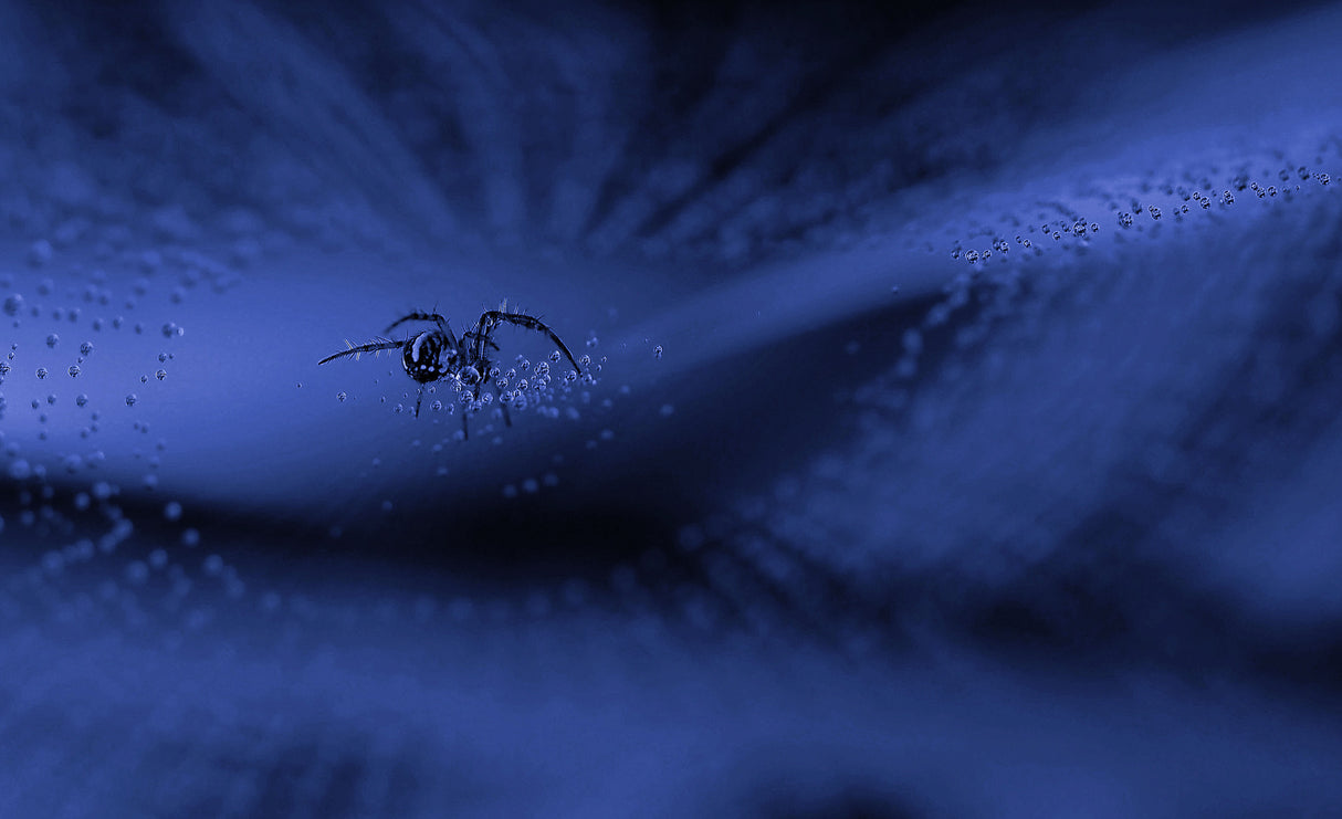 The dark web... Poster och Canvastavla