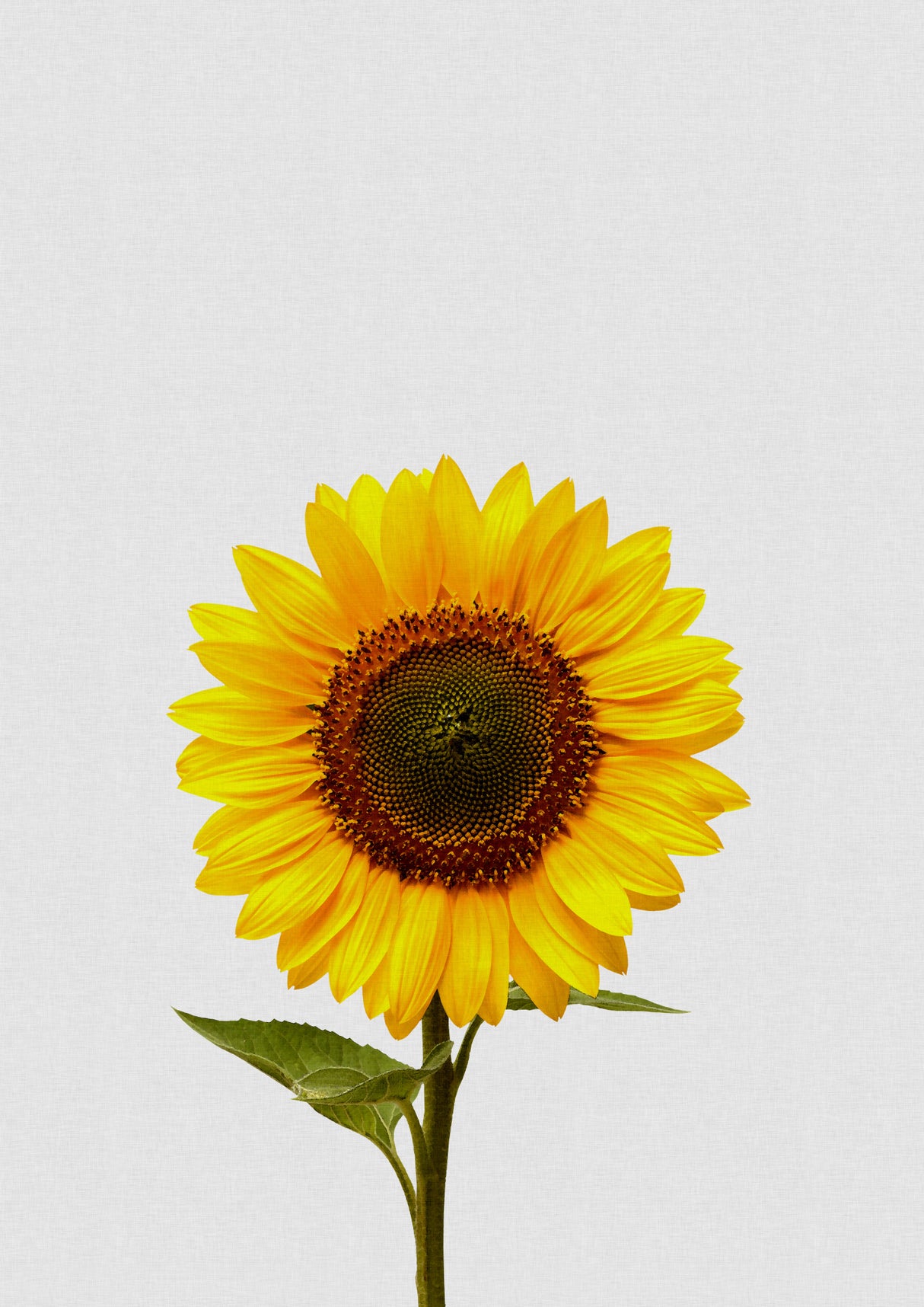 Sunflower Still Life Poster och Canvastavla