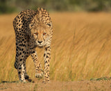 Focused intensity Poster och Canvastavla