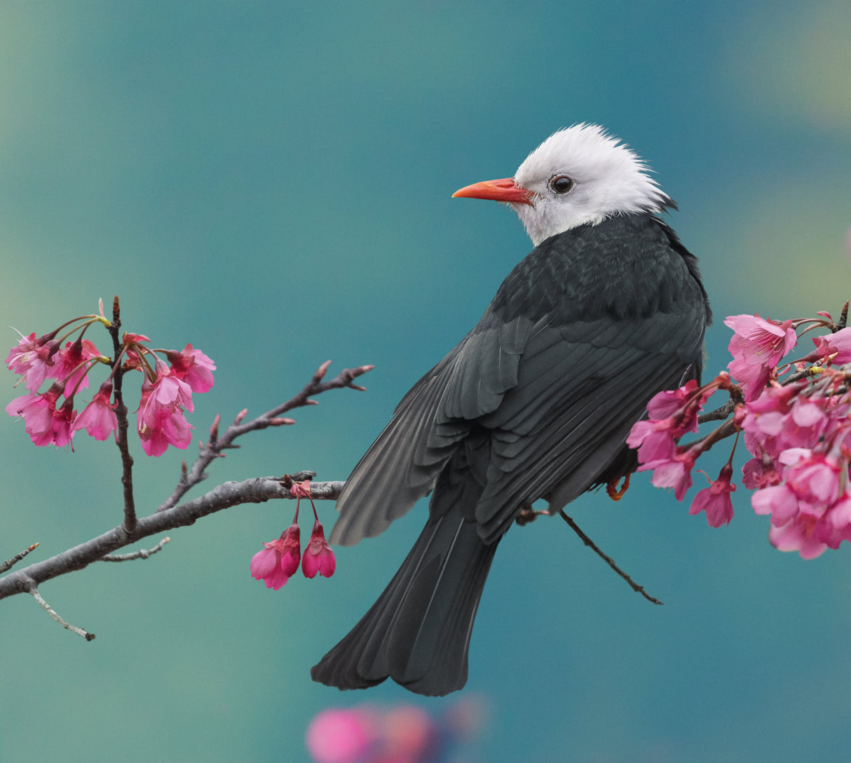 White-headed black bulbul Poster och Canvastavla