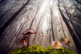 Small and giant creatures of the woods Poster och Canvastavla