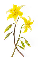 Dogtooth Violet Poster och Canvastavla