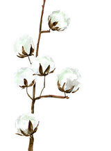 Watercolor cotton branch I Poster och Canvastavla