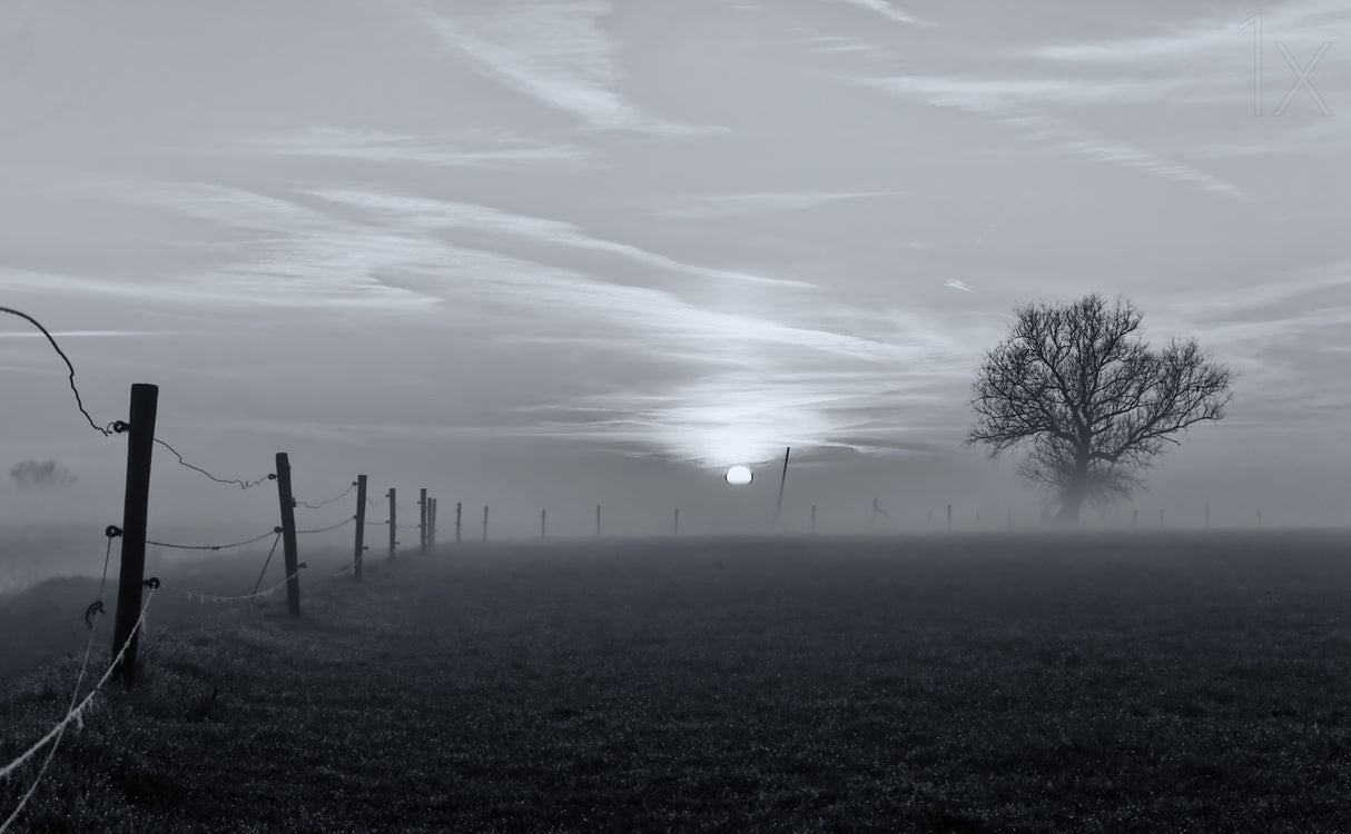 On a misty morning in March Poster och Canvastavla