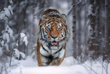 SnowTiger Poster och Canvastavla