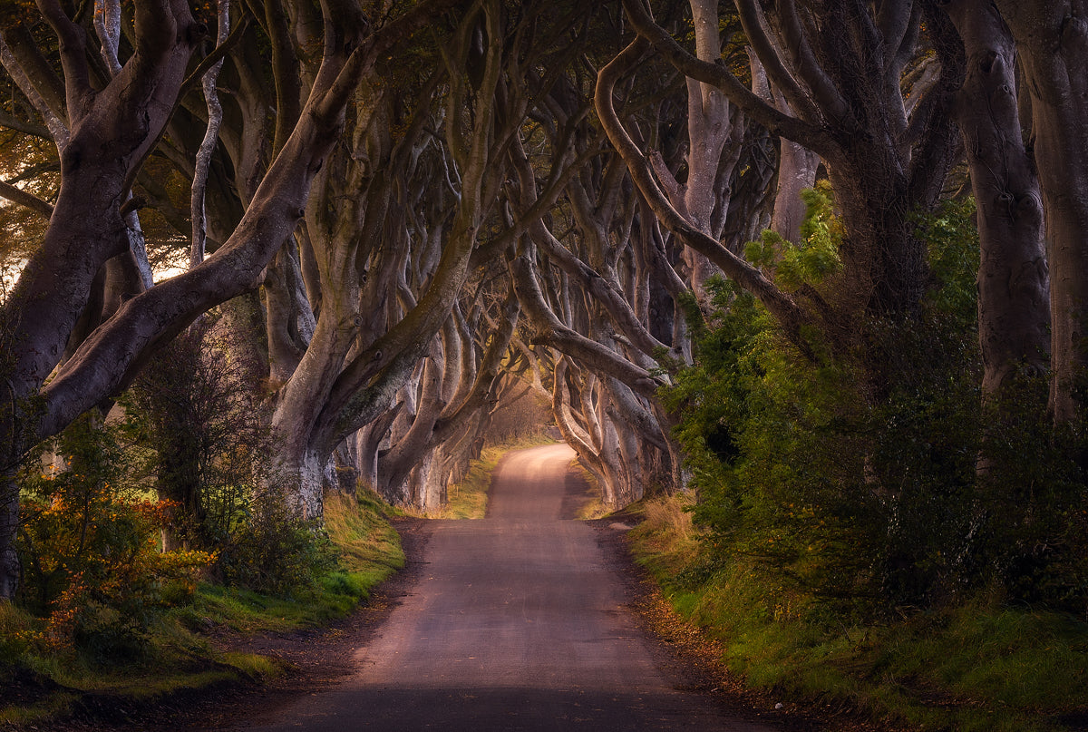 The Glowing Hedges Poster och Canvastavla