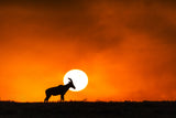 Sunset in Massai Mara Poster och Canvastavla