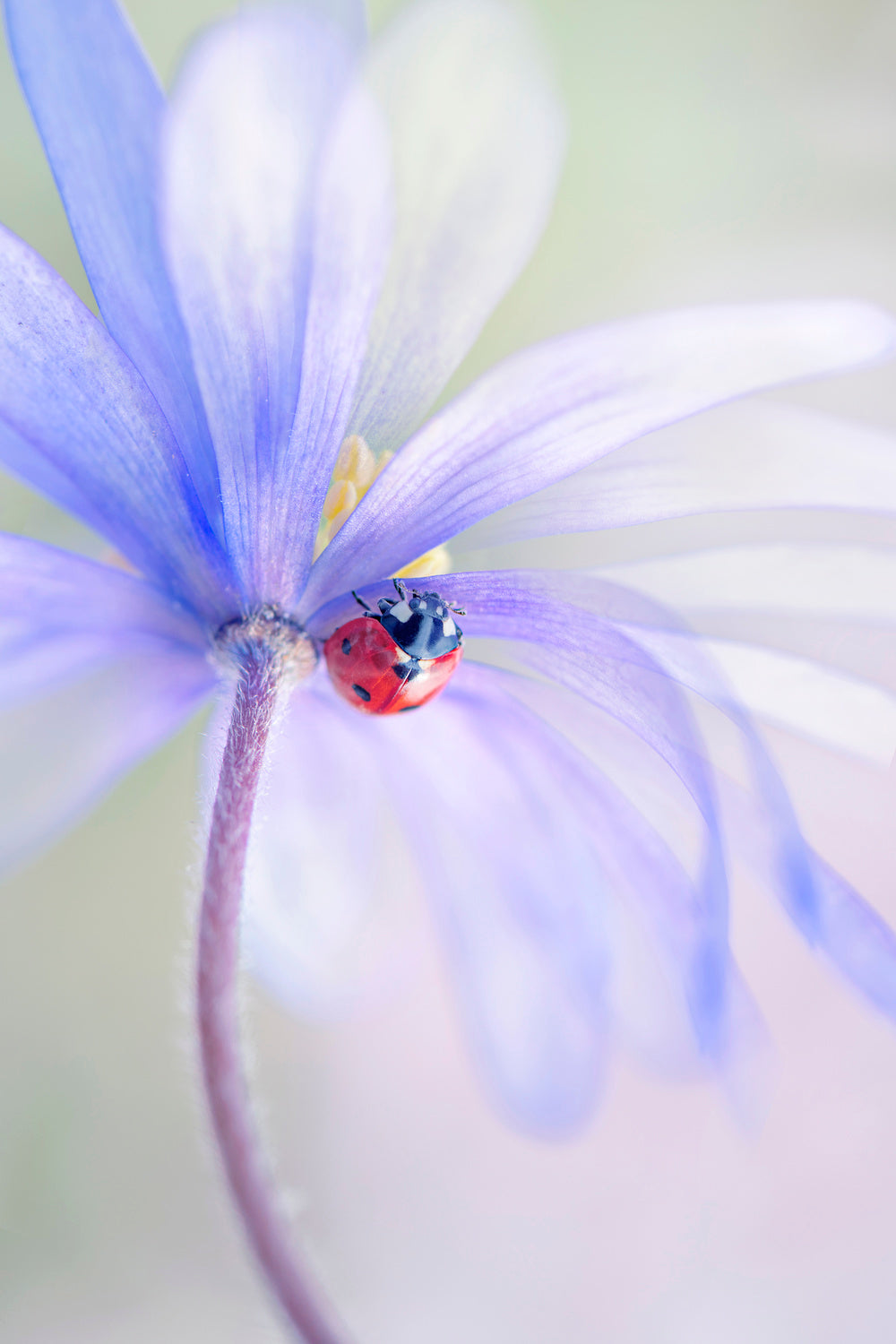 Spring Lady Poster och Canvastavla