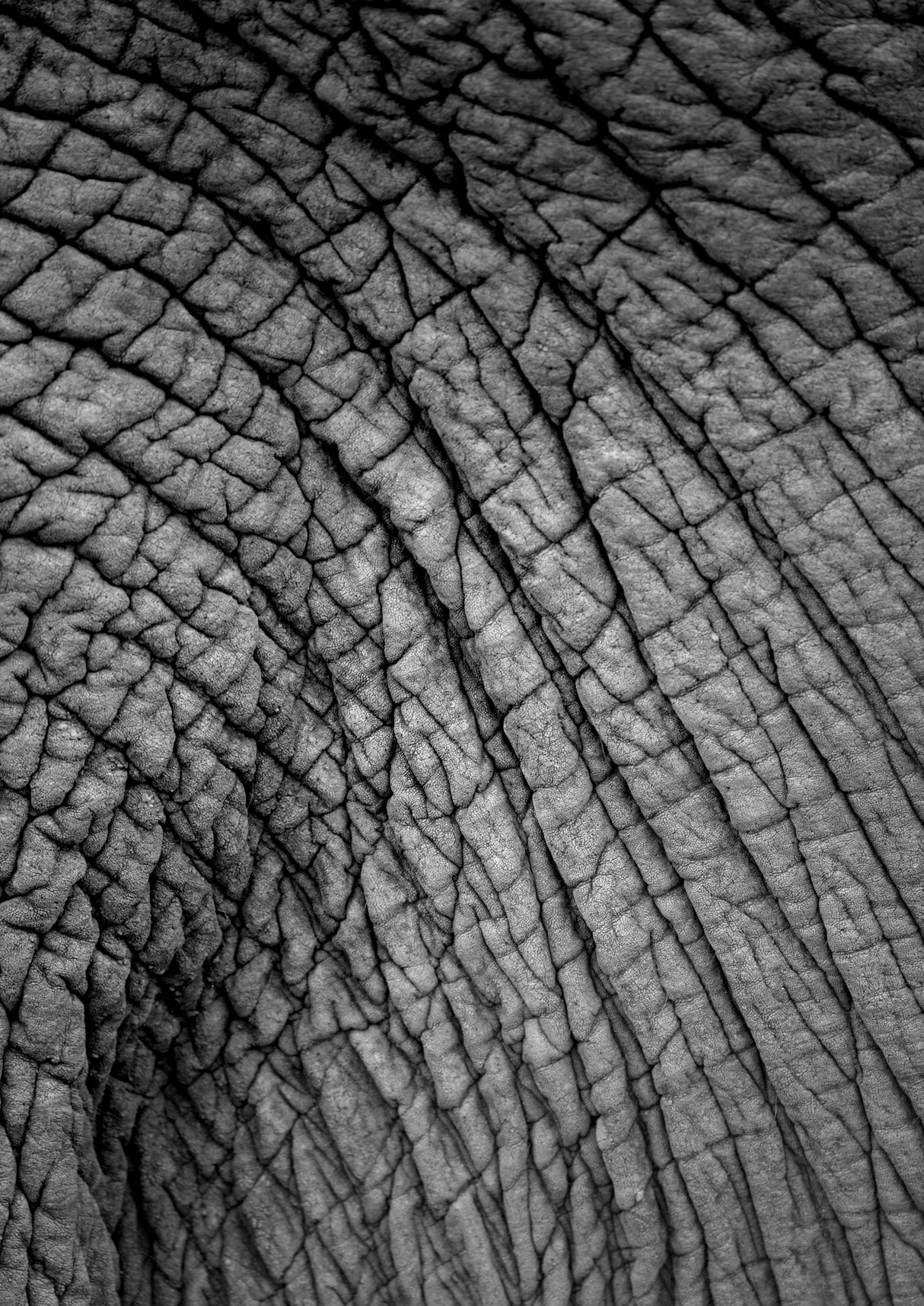 Elephant Study No2 Poster och Canvastavla