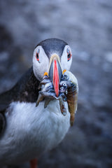 Puffin with breakfast Poster och Canvastavla