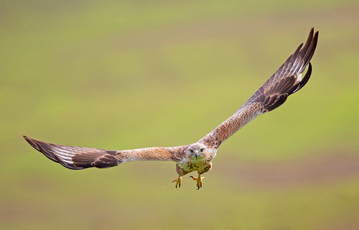 Long-legged Buzzard Poster och Canvastavla