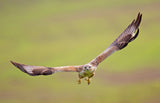 Long-legged Buzzard Poster och Canvastavla