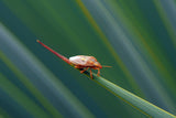 Tightrope walking... Poster och Canvastavla